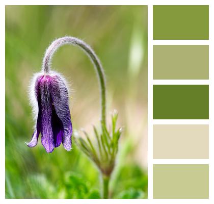 Pasqueflower Pulsatilla Violet Flower Image